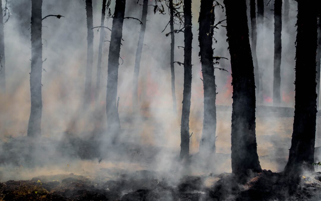 Wildfire season begins March 1